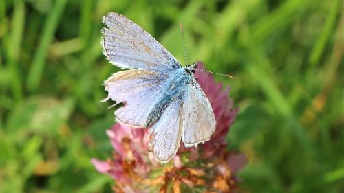 Polyommatus icarus